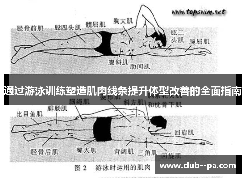 通过游泳训练塑造肌肉线条提升体型改善的全面指南